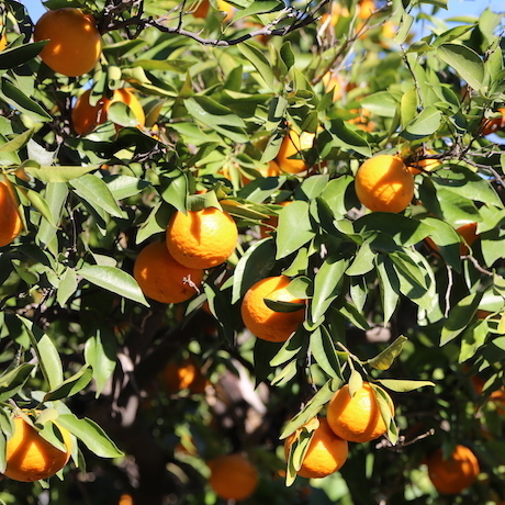 Апельсиновый рай натуральные духи 10мл